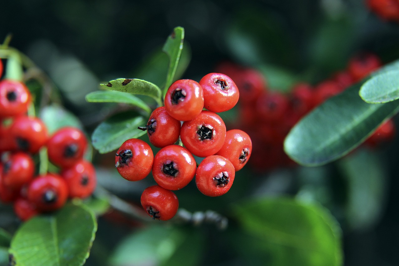范尼
